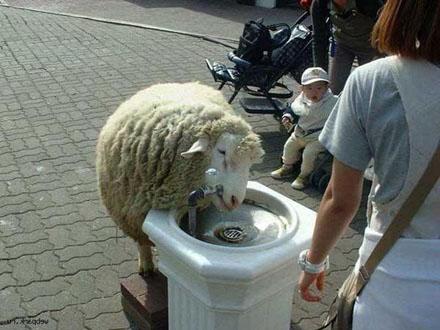 funny-sheep