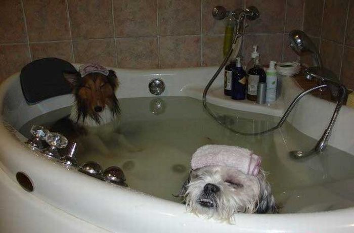 Hát Lassie, úgy tűnik, innentől kezdve hétfőnként a közös fürdők rendszeresítve lesznek!
