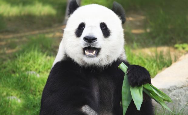 Szúnyog csípte panda